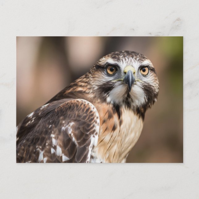 Red-tailed hawk looking with anger vykort (Framsida)
