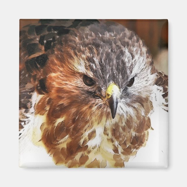 RED TAILED HAWK MAGNET (Framsidan)