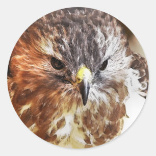 RED TAILED HAWK RUNT KLISTERMÄRKE