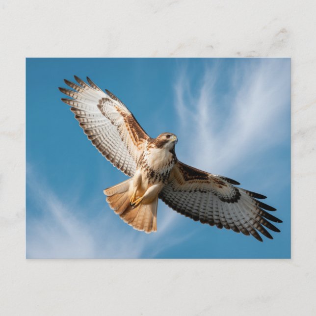 Red-tailed hawk vykort (Framsida)