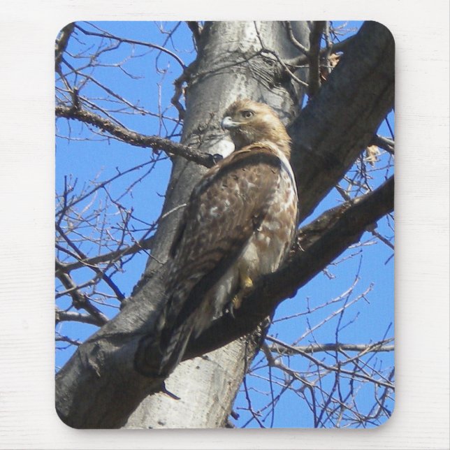 Red TailHawk (Juevenile) Mouse Pad Musmatta (Framsidan)