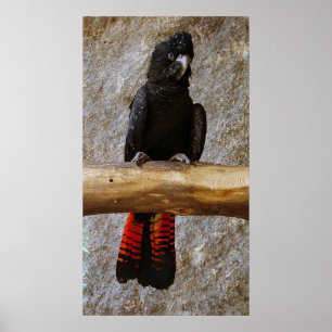 Red Tails Black Cockatoo Poster