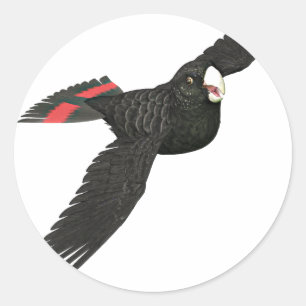 Red Tails Black Cockatoo Runt Klistermärke