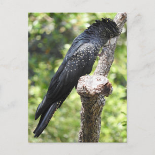 Red-Tails Black Cockatoo Vykort