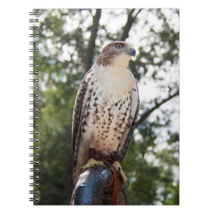 Red-Tails Hawk Anteckningsbok