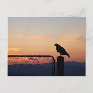 Red Tails Hawk at Sunset, Humboldt County, CA Vykort