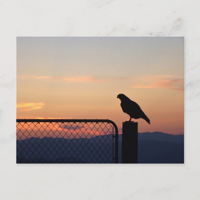 Red Tails Hawk at Sunset, Humboldt County, CA Vykort (Framsida)