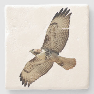 Red Tails Hawk Bird Wildlife Animal Stone Underlä Stenunderlägg