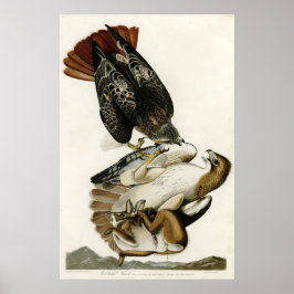 Red Tails Hawk Birds of America av James Audubon Poster