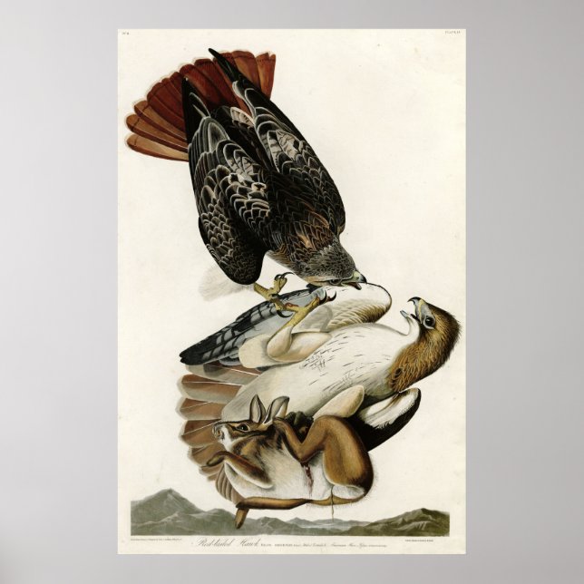 Red Tails Hawk Birds of America av James Audubon Poster (Framsidan)