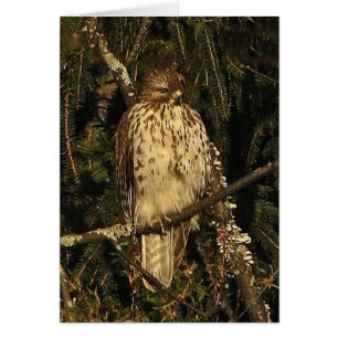 Red Tails Hawk Blank Card Hälsningskort