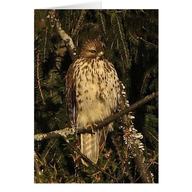 Red Tails Hawk Blank Card Hälsningskort (Framsidan)