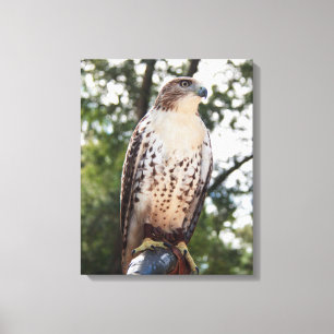 Red-Tails Hawk Canvastryck