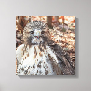Red Tails Hawk Canvastryck