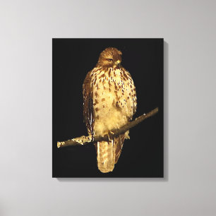 Red Tails Hawk Canvastryck