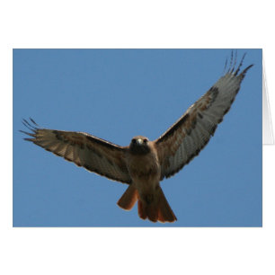 Red Tails Hawk Card Hälsningskort