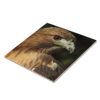 Red Tails Hawk Ceramic Tile Kakelplatta
