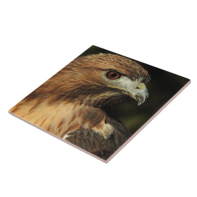 Red Tails Hawk Ceramic Tile Kakelplatta (Sidan)