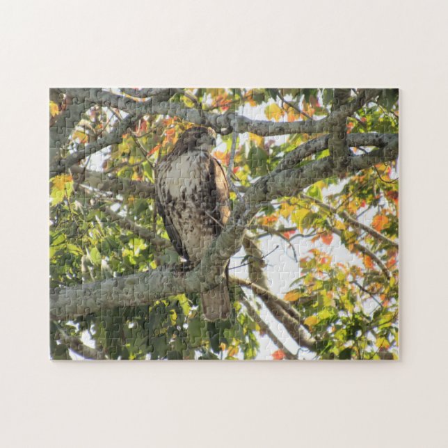 Red-Tails Hawk - Fåglar av Bett Jigszle Puzzle Pussel (Horisontell)
