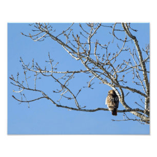 Red Tails Hawk Fototryck