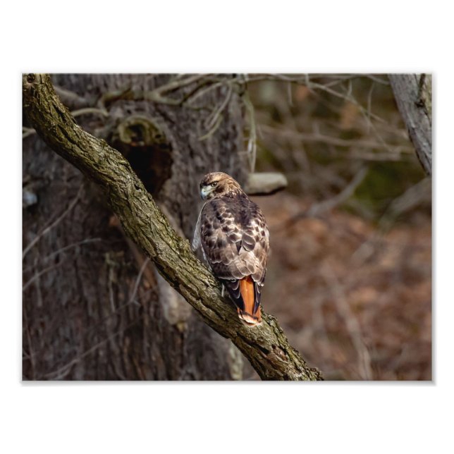 Red-Tails Hawk Fototryck (Framsidan)