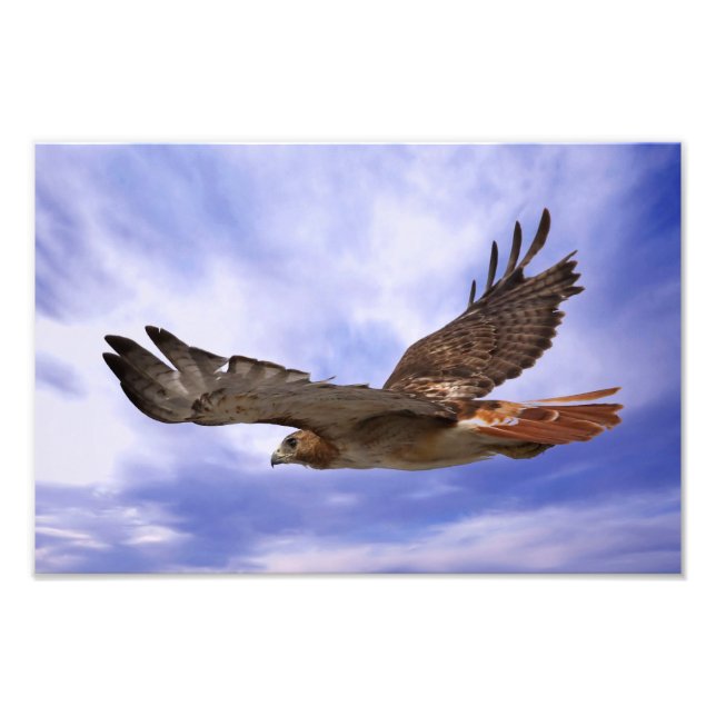 Red Tails Hawk Fototryck (Framsidan)