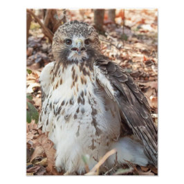 Red Tails Hawk Fototryck