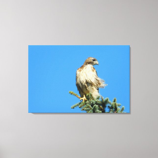Red Tails Hawk Free i Vinden Canvas (Framsida)