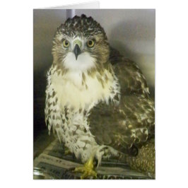 Red Tails Hawk Hälsningskort