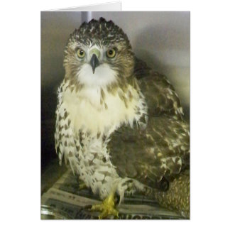 Red Tails Hawk Hälsningskort