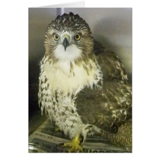 Red Tails Hawk Hälsningskort (Framsidan)