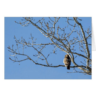 Red Tails Hawk Hälsningskort