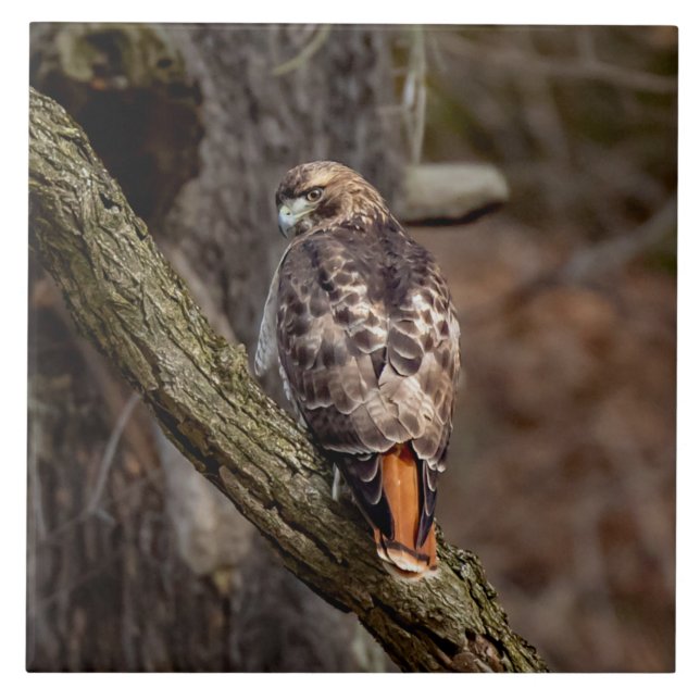 Red-Tails Hawk Kakelplatta (Framsidan)
