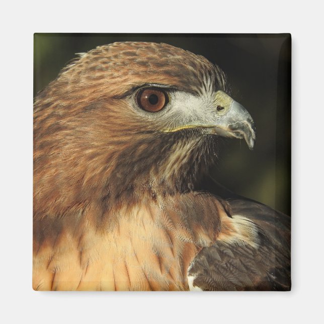 Red Tails Hawk Magnet (Framsidan)