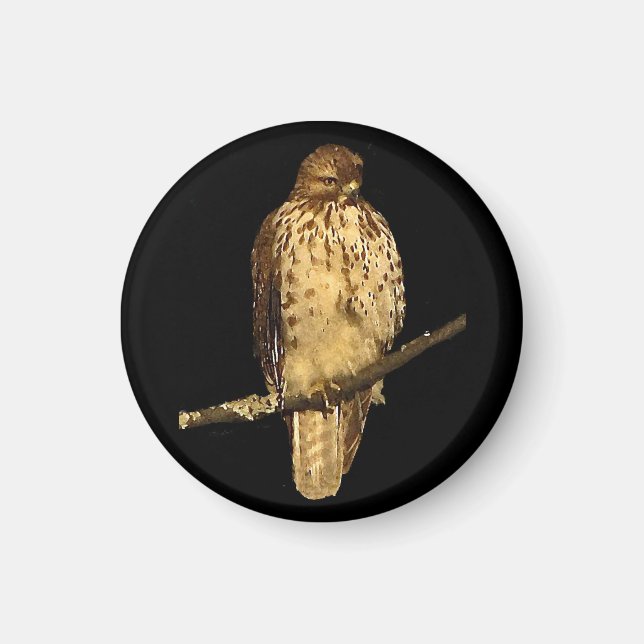 Red Tails Hawk Magnet (Framsidan)