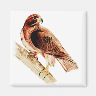 Red Tails Hawk Magnet