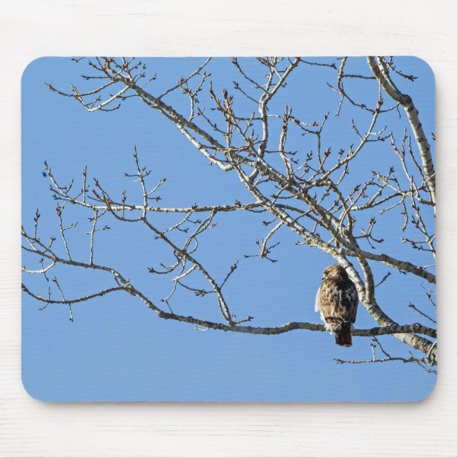 Red Tails Hawk Musmatta (Framsidan)