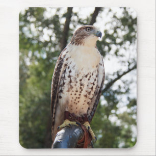 Red-Tails Hawk Musmatta