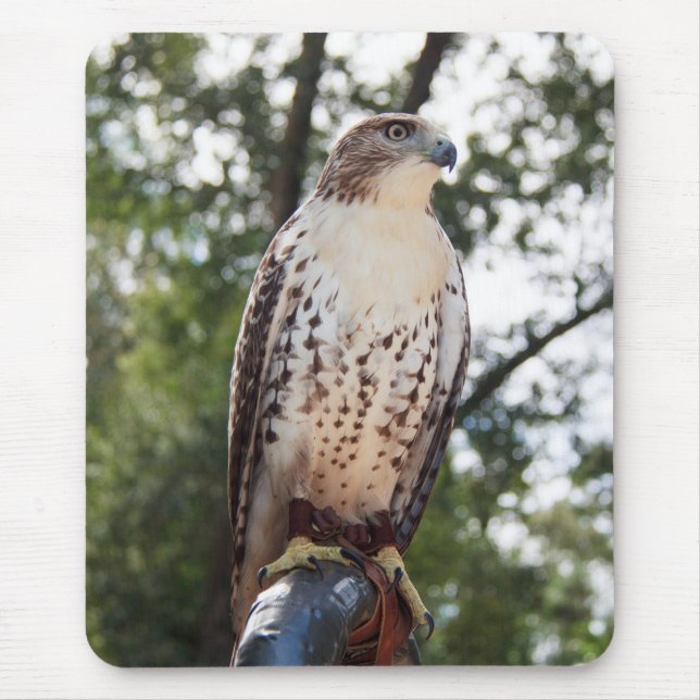Red-Tails Hawk Musmatta (Framsidan)
