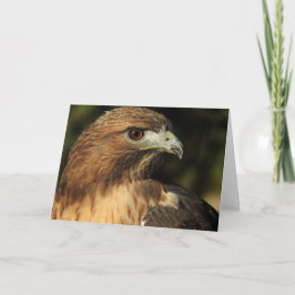 Red Tails Hawk Notecard Kort