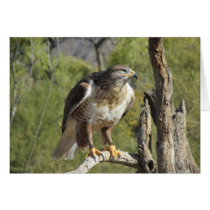 Red Tails Hawk OBS Kort