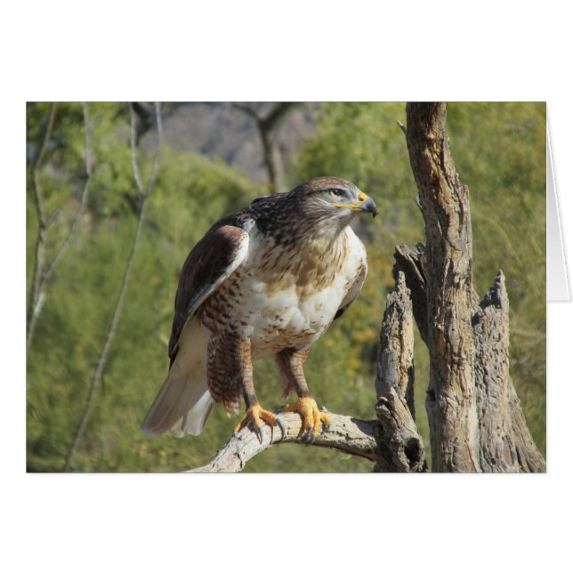 Red Tails Hawk OBS Kort (Framsidan Horizontal)