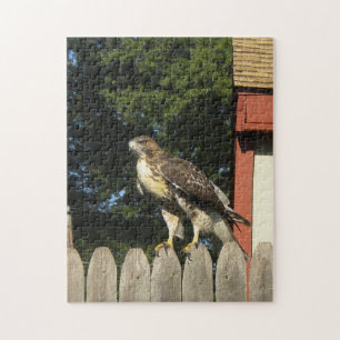 Red Tails Hawk på trästängslet Pussel