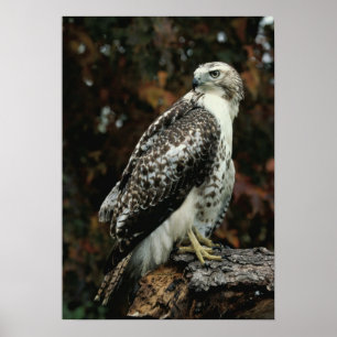 Red Tails Hawk Photo Poster