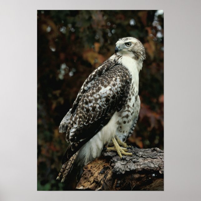 Red Tails Hawk Photo Poster (Framsidan)
