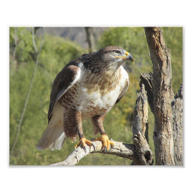 Red Tails Hawk Photo Print Fototryck (Framsidan)