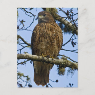 Red Tails Hawk Photo Vykort
