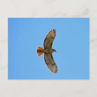Red-Tails Hawk Photo Vykort