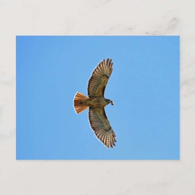 Red-Tails Hawk Photo Vykort (Framsida)