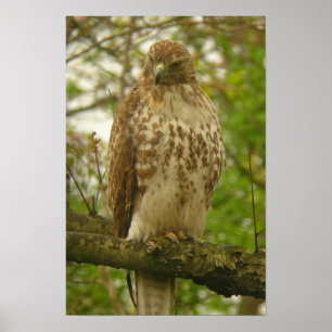 Red Tails Hawk Poster